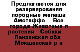 Предлагаются для резервирования породные малаши Амстаффа  - Все города Животные и растения » Собаки   . Пензенская обл.,Мокшанский р-н